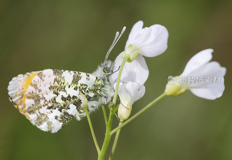 桔梗蝶(carcharis cardamines)雄性